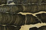 Polished Stromatolite (Boxonia) From Australia - Million Years #129151-1